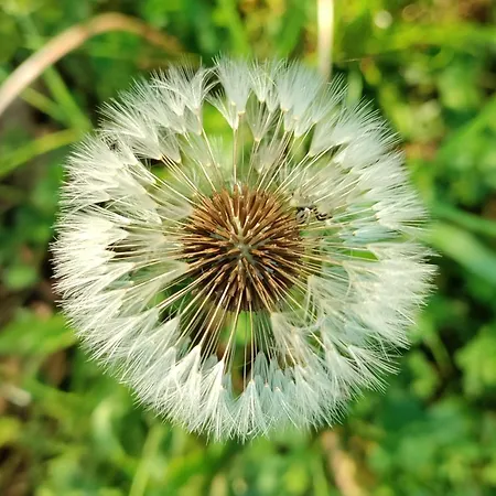 Zen
